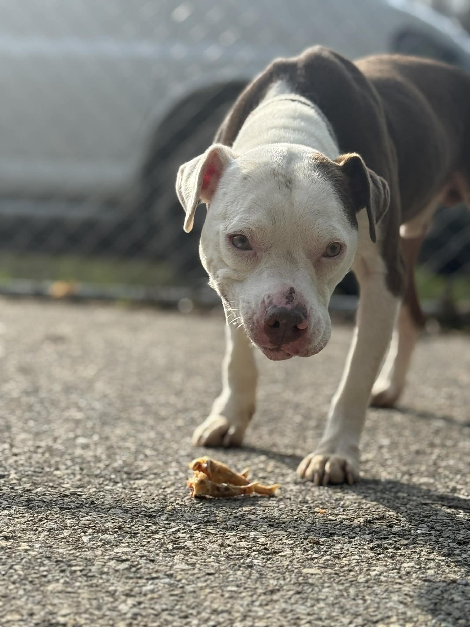 Axle, Adoptable, Adult Male Pit Bull Terrier.