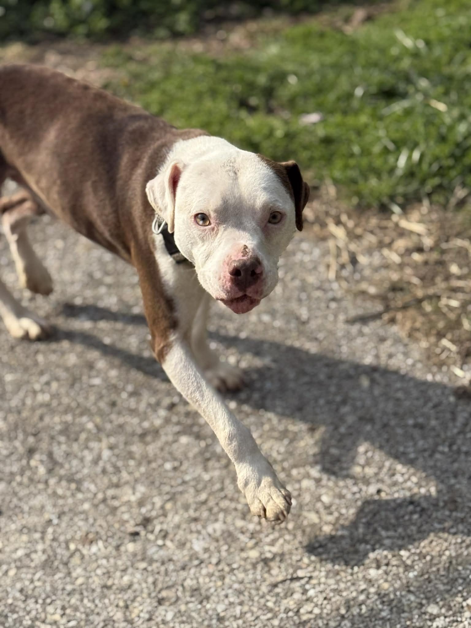 Enlarge Axle, a Adoptable mixed breed in Fayetteville, WV image 2/2