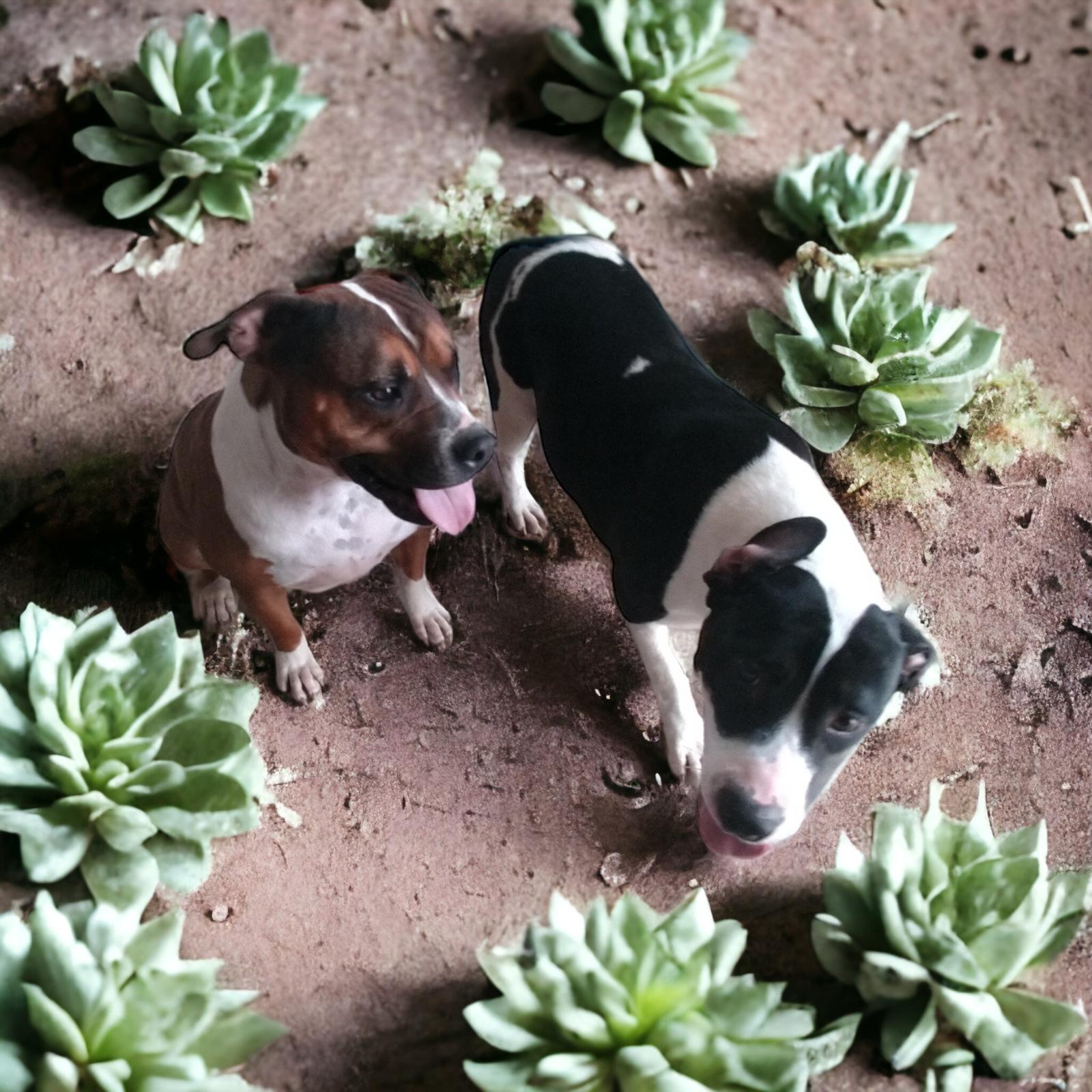 Isabel, Adoptable, Puppy Female American Staffordshire Terrier & Great Dane.