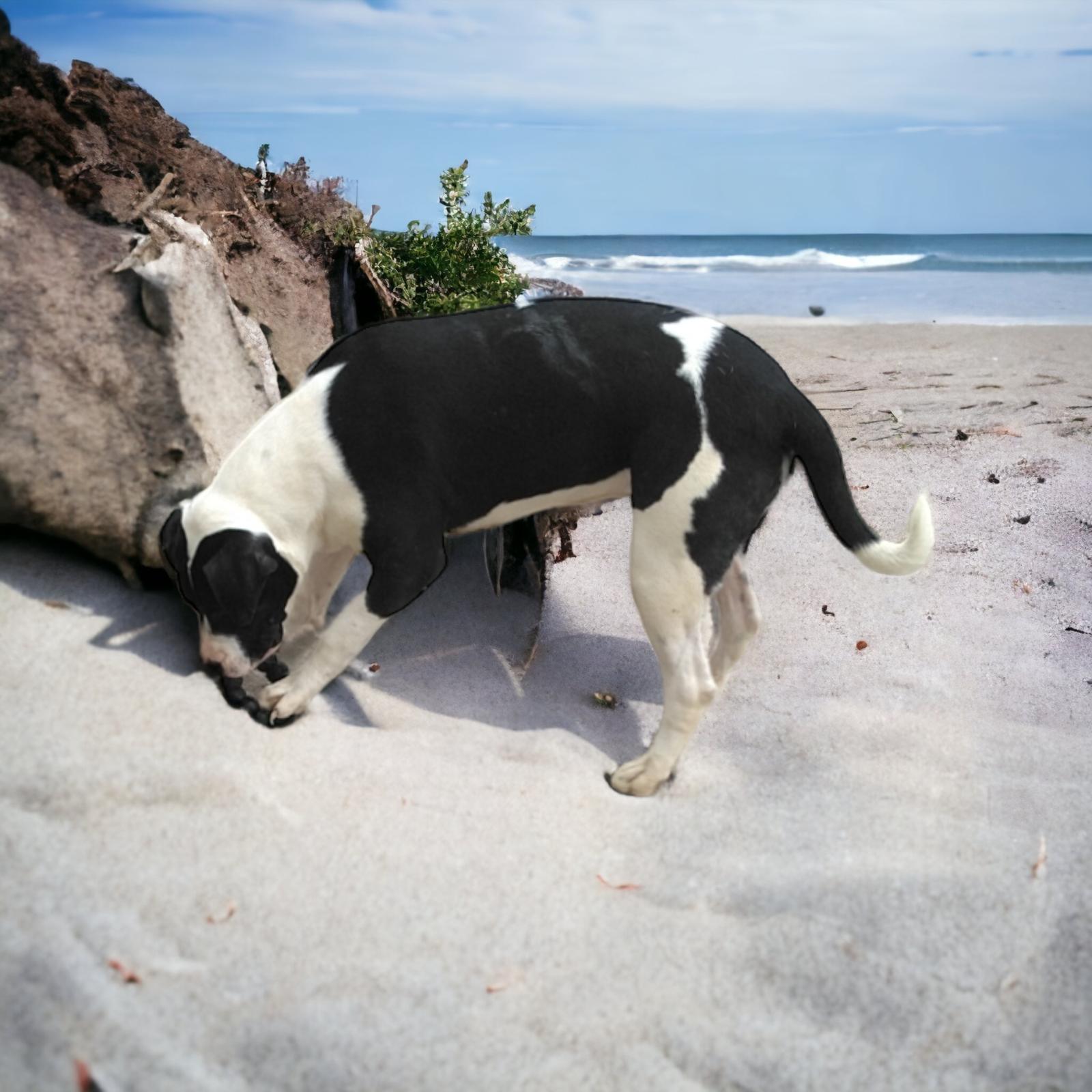 Isabel, a Adoptable mixed breed in Orange Grove, TX image 3/3