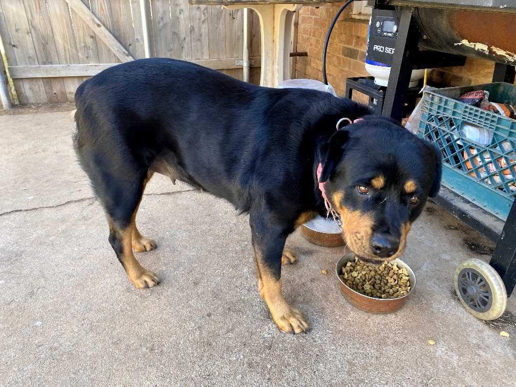 Honey, Adoptable, Adult Female Rottweiler.