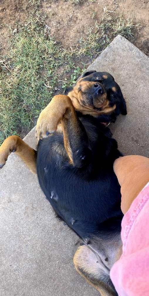 Enlarge Honey, a Adoptable Rottweiler in Polk, OH image 2/5