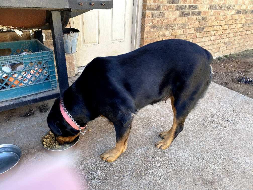 Enlarge Honey, a Adoptable Rottweiler in Polk, OH image 3/5