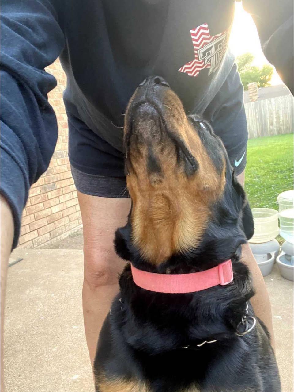 Enlarge Honey, a Adoptable Rottweiler in Polk, OH image 4/5