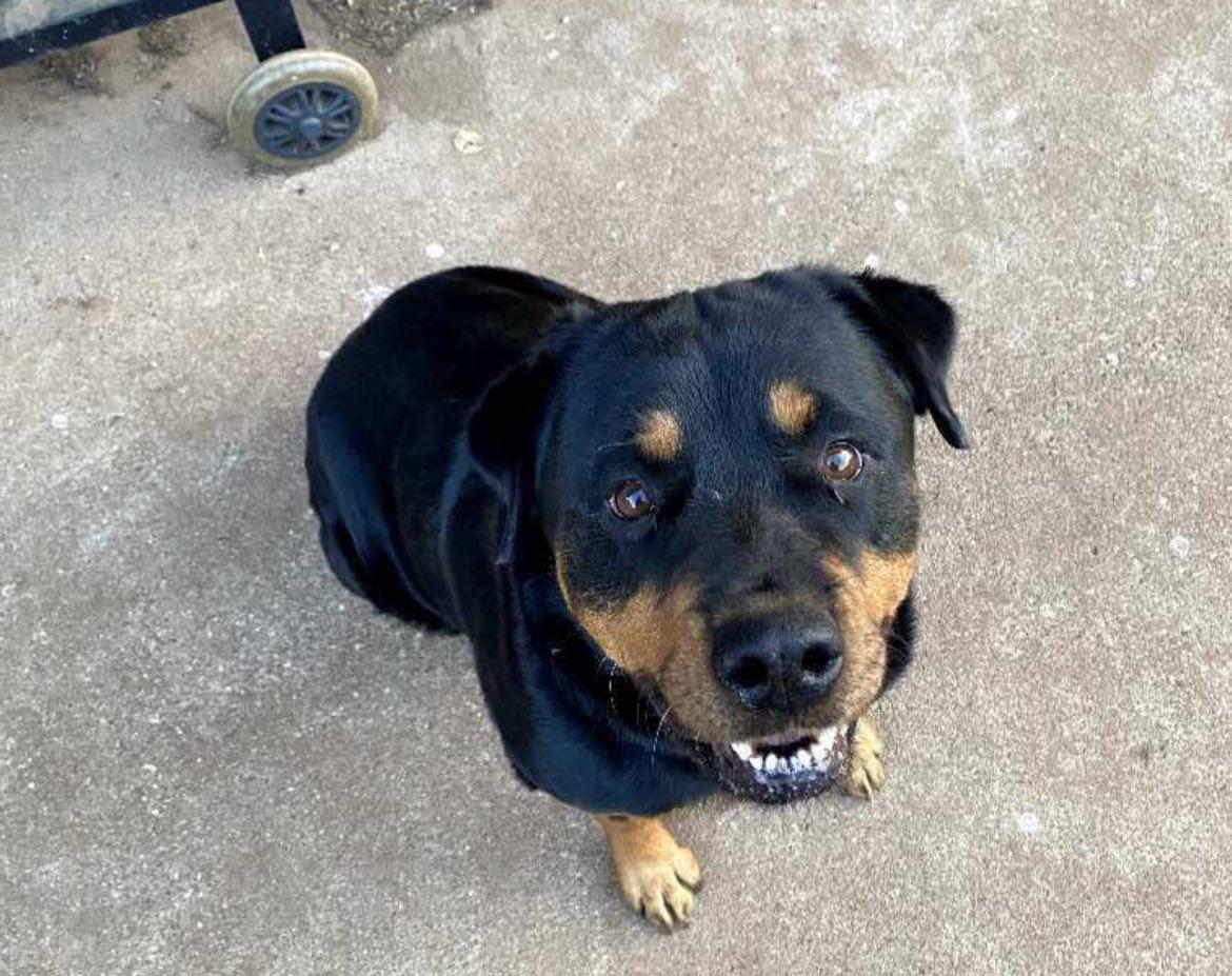 Enlarge Honey, a Adoptable Rottweiler in Polk, OH image 5/5