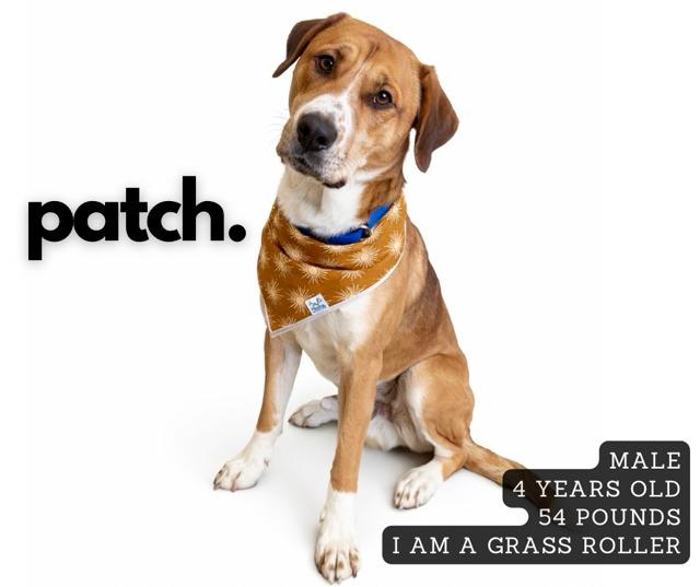 Enlarge Patch, a Adoptable mixed breed in Ashland, KY image 1/1
