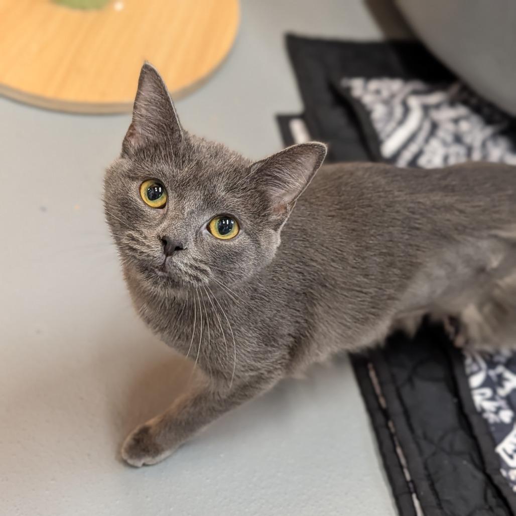 Enlarge Bacardi, an adopted Domestic Short Hair in Cape Girardeau, MO image 1/2