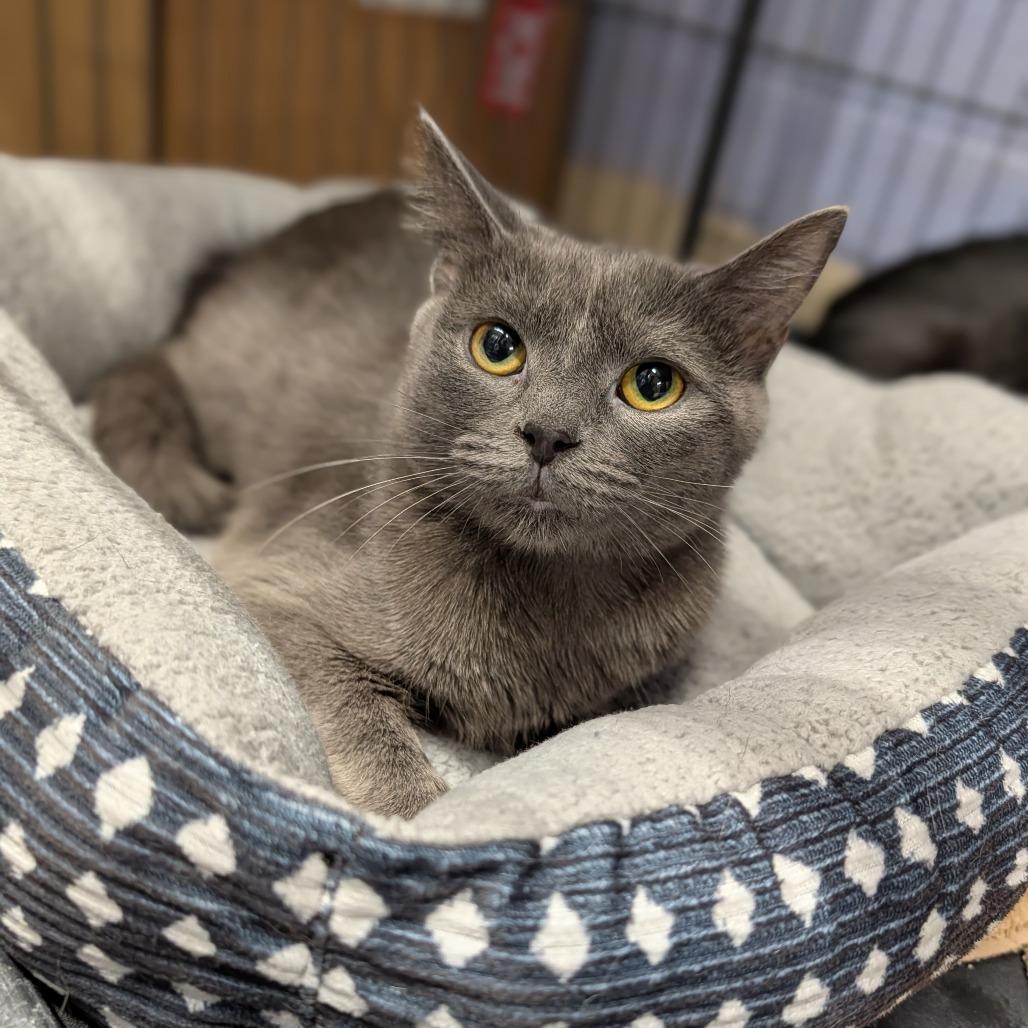 Enlarge Bacardi, an adopted Domestic Short Hair in Cape Girardeau, MO image 2/2