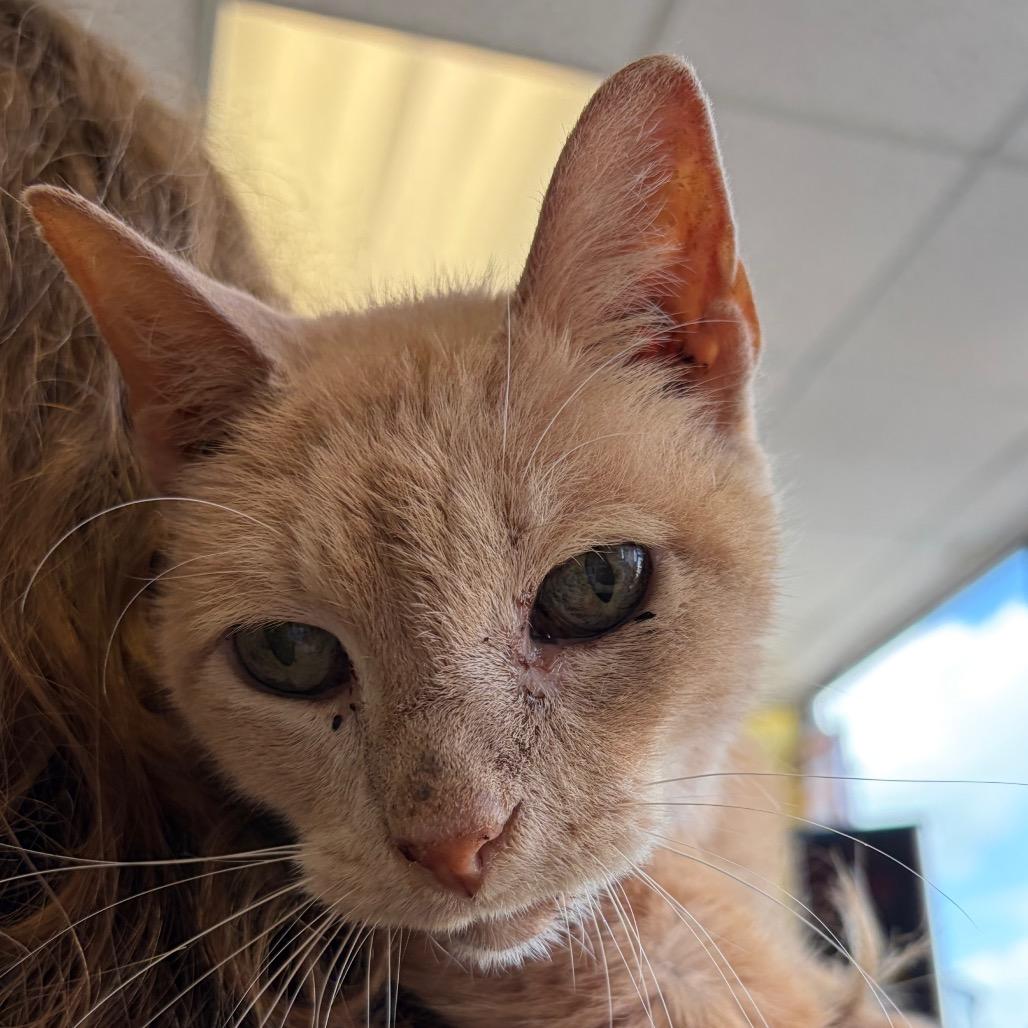 JumpSlider, Adoptable, Senior Male Domestic Short Hair.