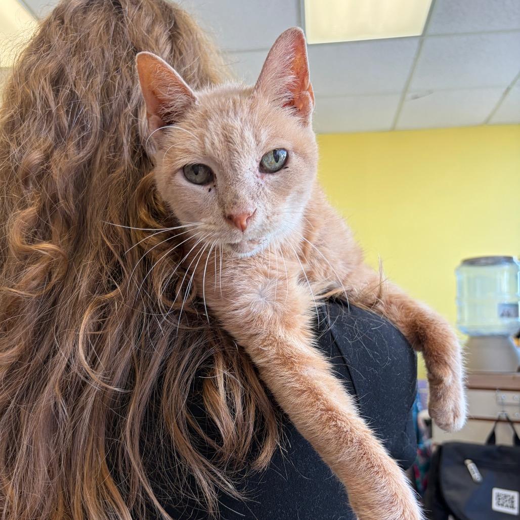 Enlarge JumpSlider, a Adoptable Domestic Short Hair in Webster, TX image 2/4