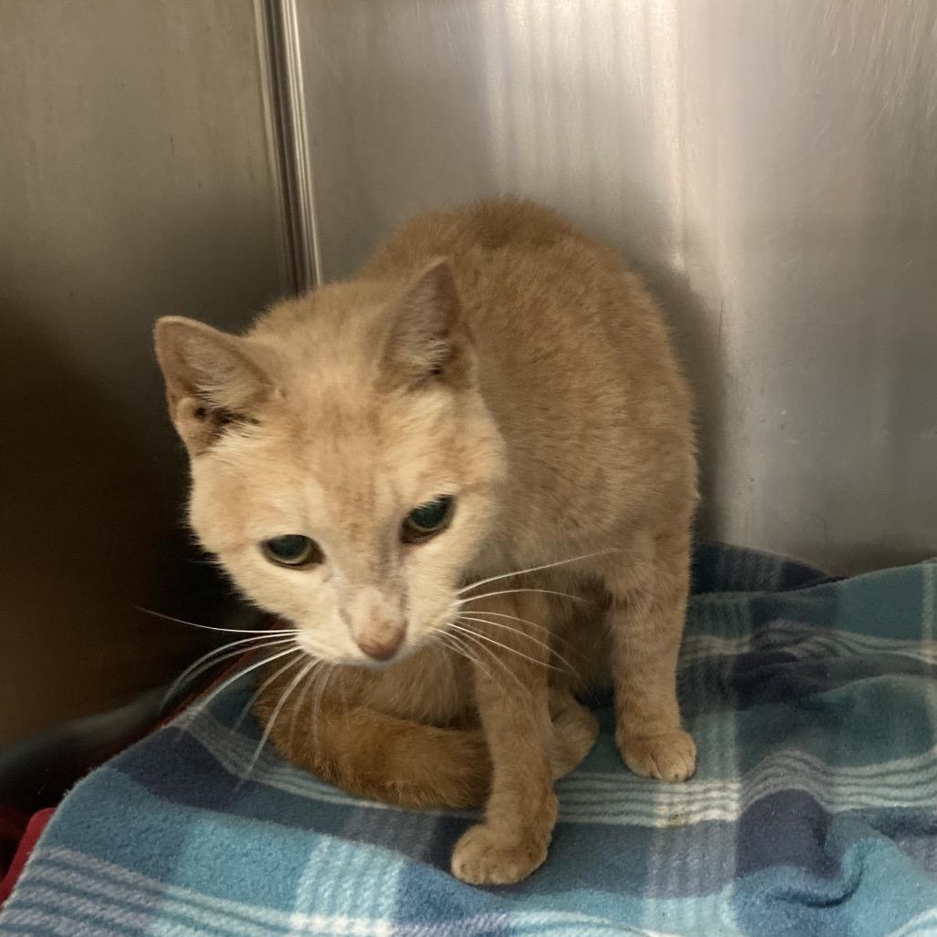 Enlarge JumpSlider, a Adoptable Domestic Short Hair in Webster, TX image 3/4
