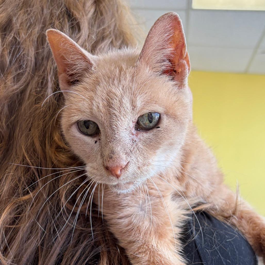 Enlarge JumpSlider, a Adoptable Domestic Short Hair in Webster, TX image 4/4