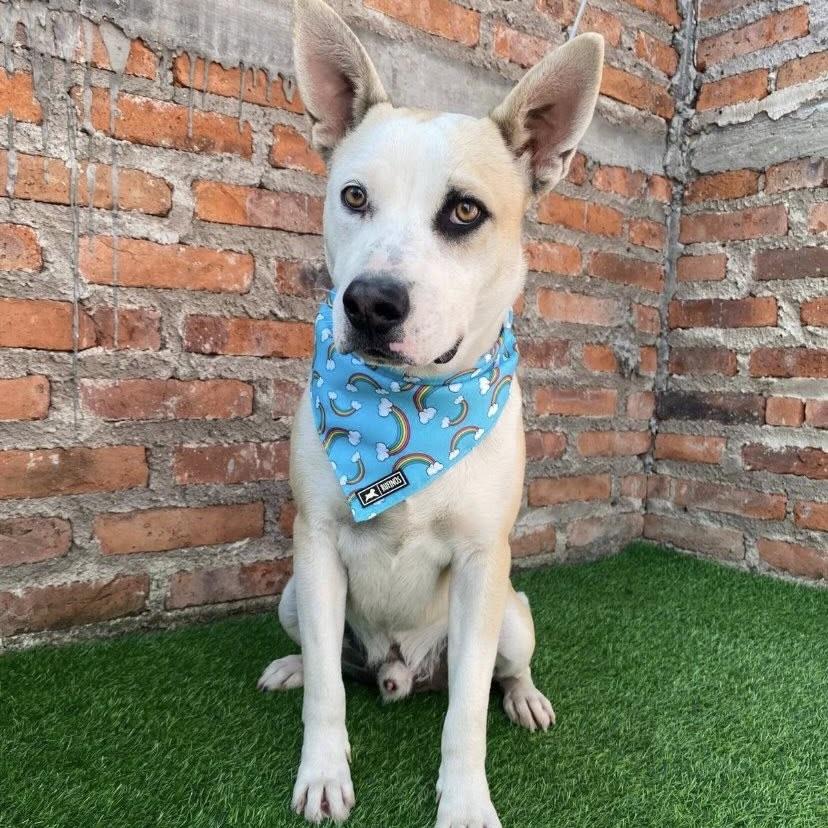 Flais (20250828-06) — thumbnail 2