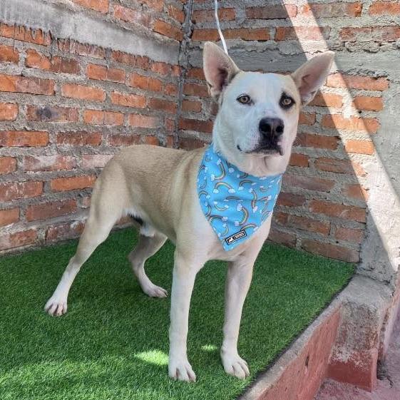 Flais (20250828-06) — thumbnail 3