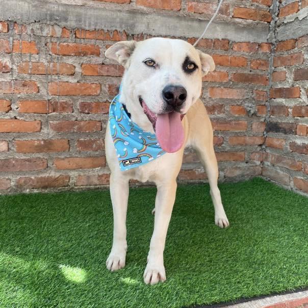 Flais (20250828-06) — thumbnail 4