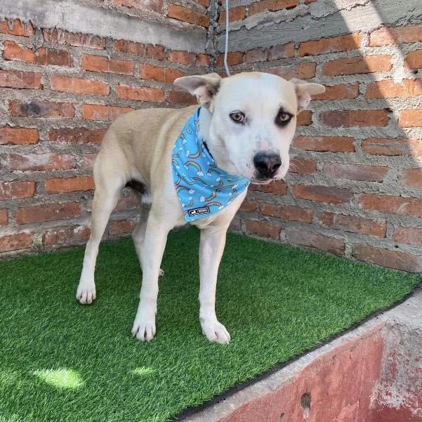 Flais (20250828-06) — thumbnail 5