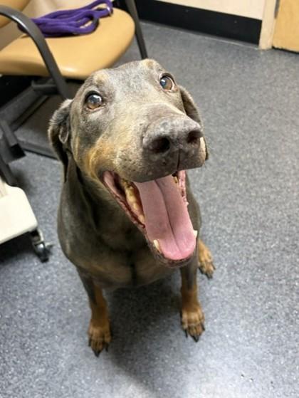 Kilo, Adoptable, Adult Male Doberman Pinscher & Mixed Breed.