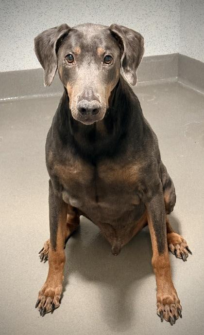 Kilo, Adoptable, Adult Male Doberman Pinscher & Mixed Breed.