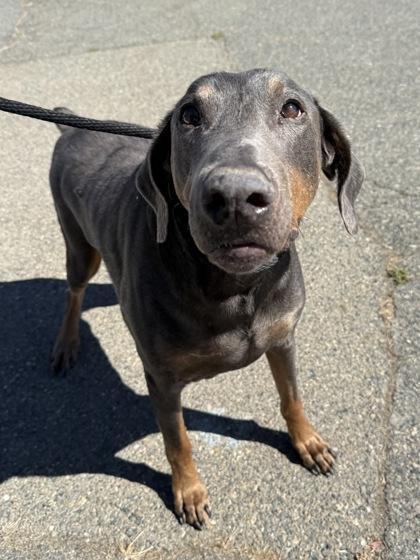 Enlarge Kilo, a Adoptable mixed breed in Roseville, CA image 2/2