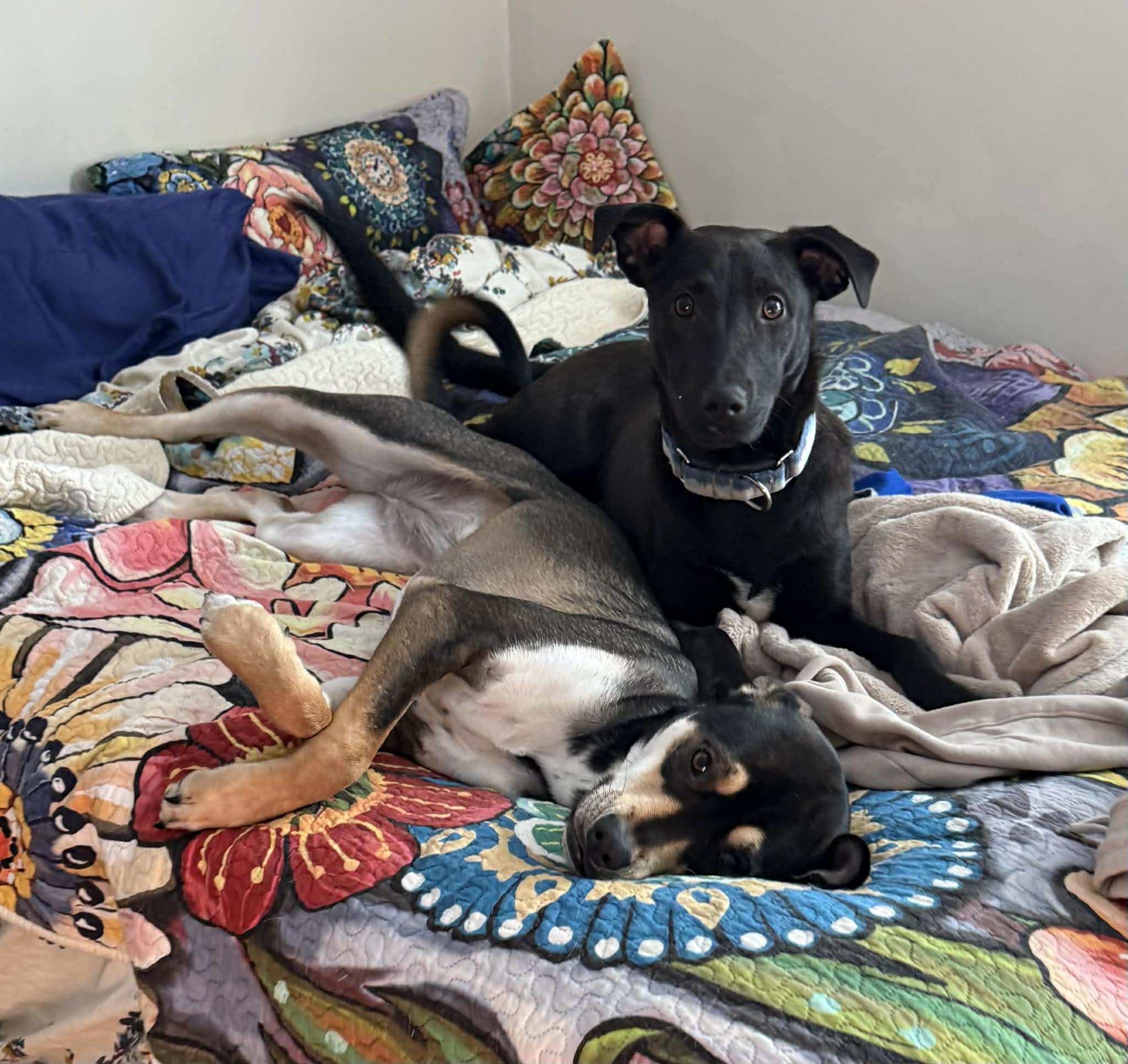 Enlarge Kevin (FEE SPONSORED), a Adoptable Shepherd in Portland, ME image 6/6