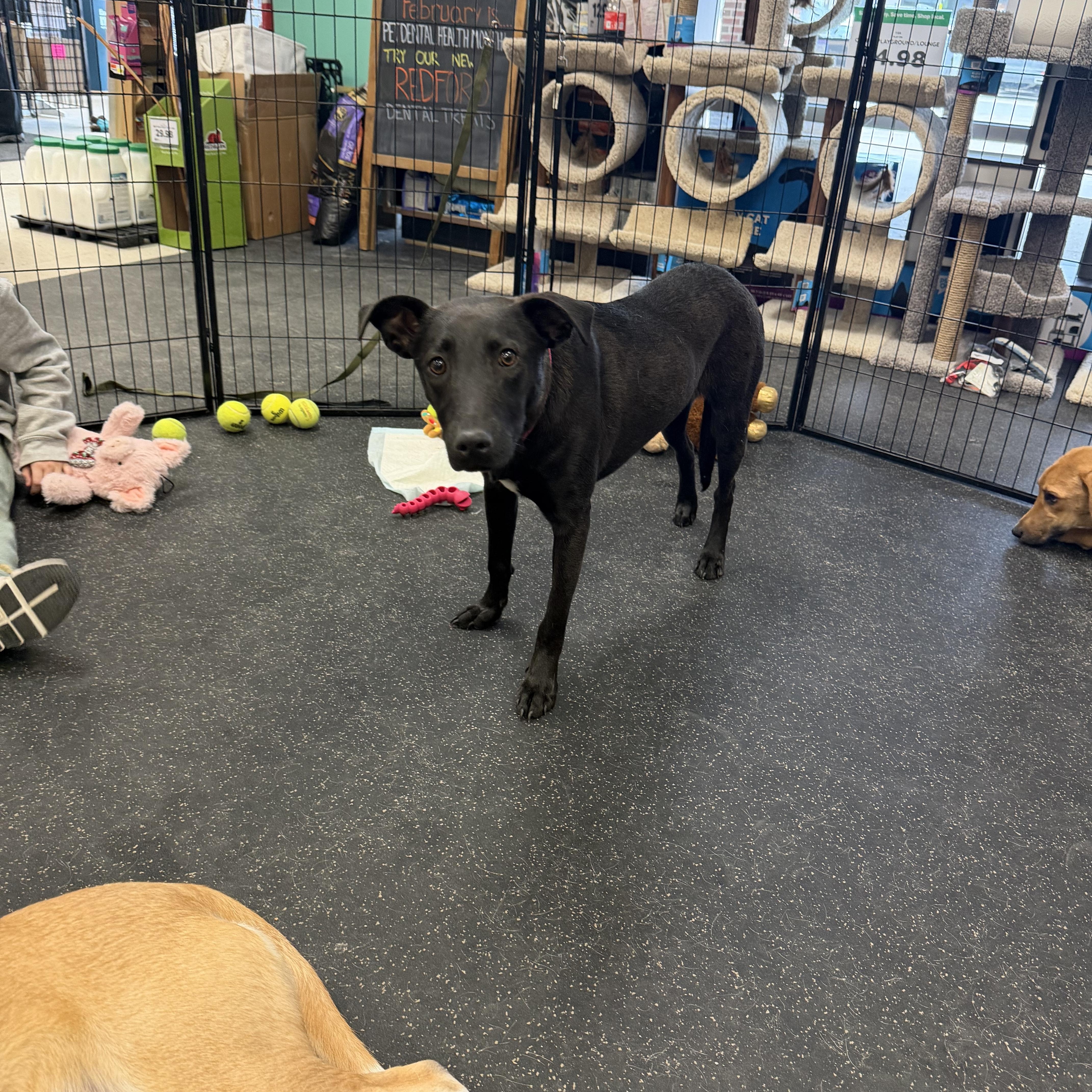 Enlarge Kevin (FEE SPONSORED), a Adoptable Shepherd in Portland, ME image 4/6