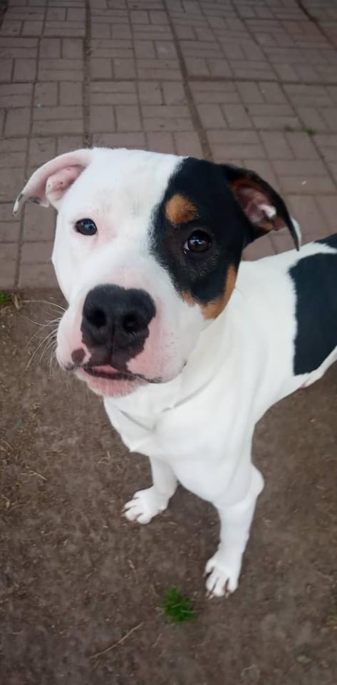 Enlarge Lucky, a Adopted mixed breed in Houston, TX image 1/1