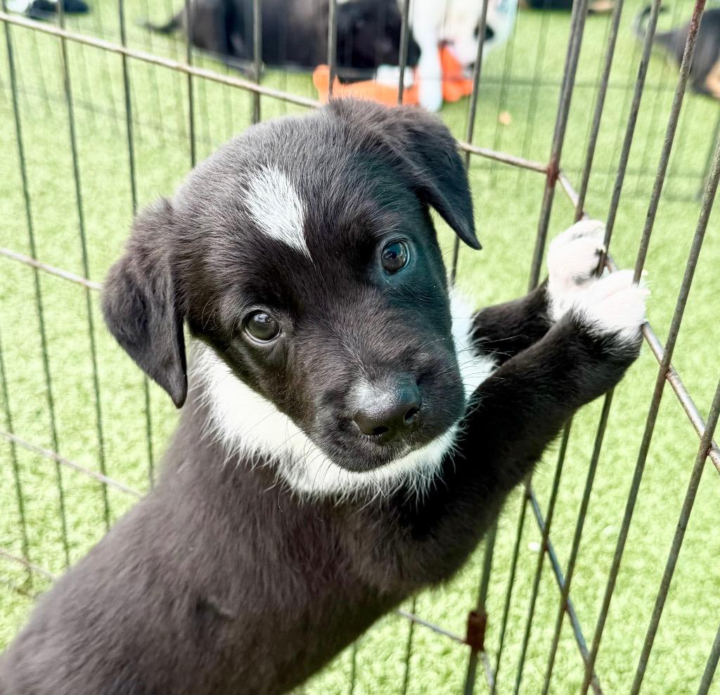Pigment, Adoptable, Puppy Male Australian Shepherd & Mixed Breed.