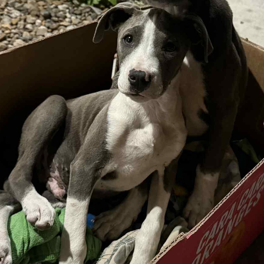 Enlarge Polo, a ADOPTABLE Pit Bull Terrier in Boise, ID image 1/2