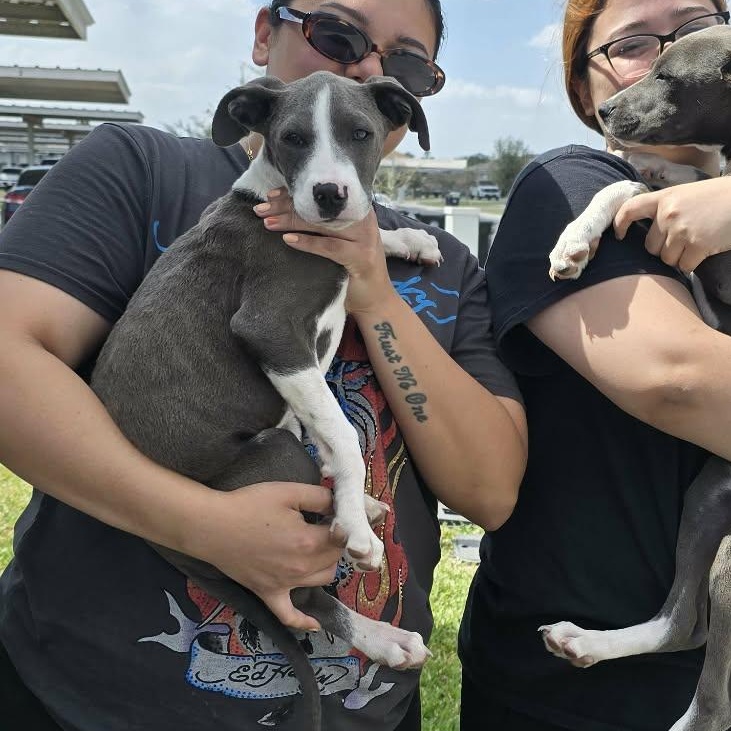 Enlarge Polo, a ADOPTABLE Pit Bull Terrier in Boise, ID image 2/2