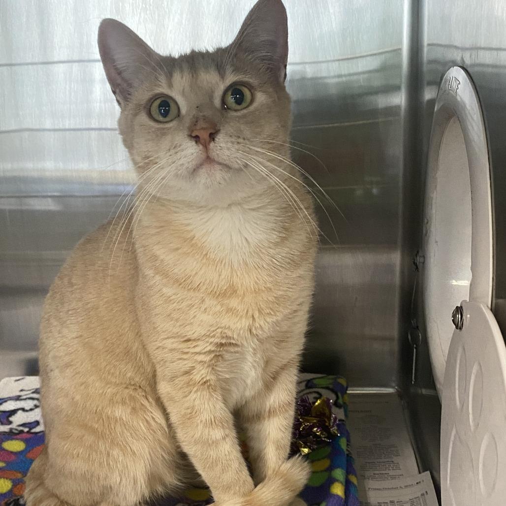 Enlarge Chocolate Orange, a Adoptable Domestic Short Hair in Belleville, IL image 1/2