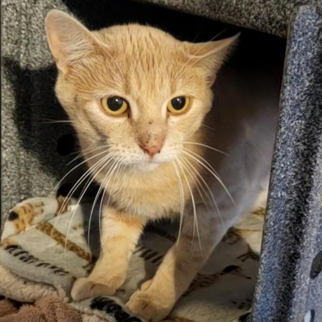 Enlarge Chocolate Orange, a Adoptable Domestic Short Hair in Belleville, IL image 2/2