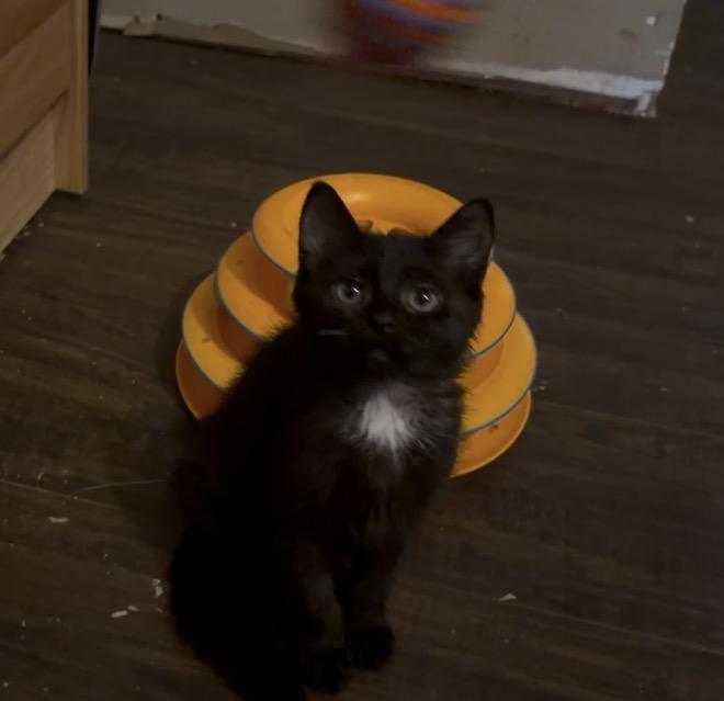 Count, Adoptable, Kitten Male Bombay & Domestic Medium Hair.