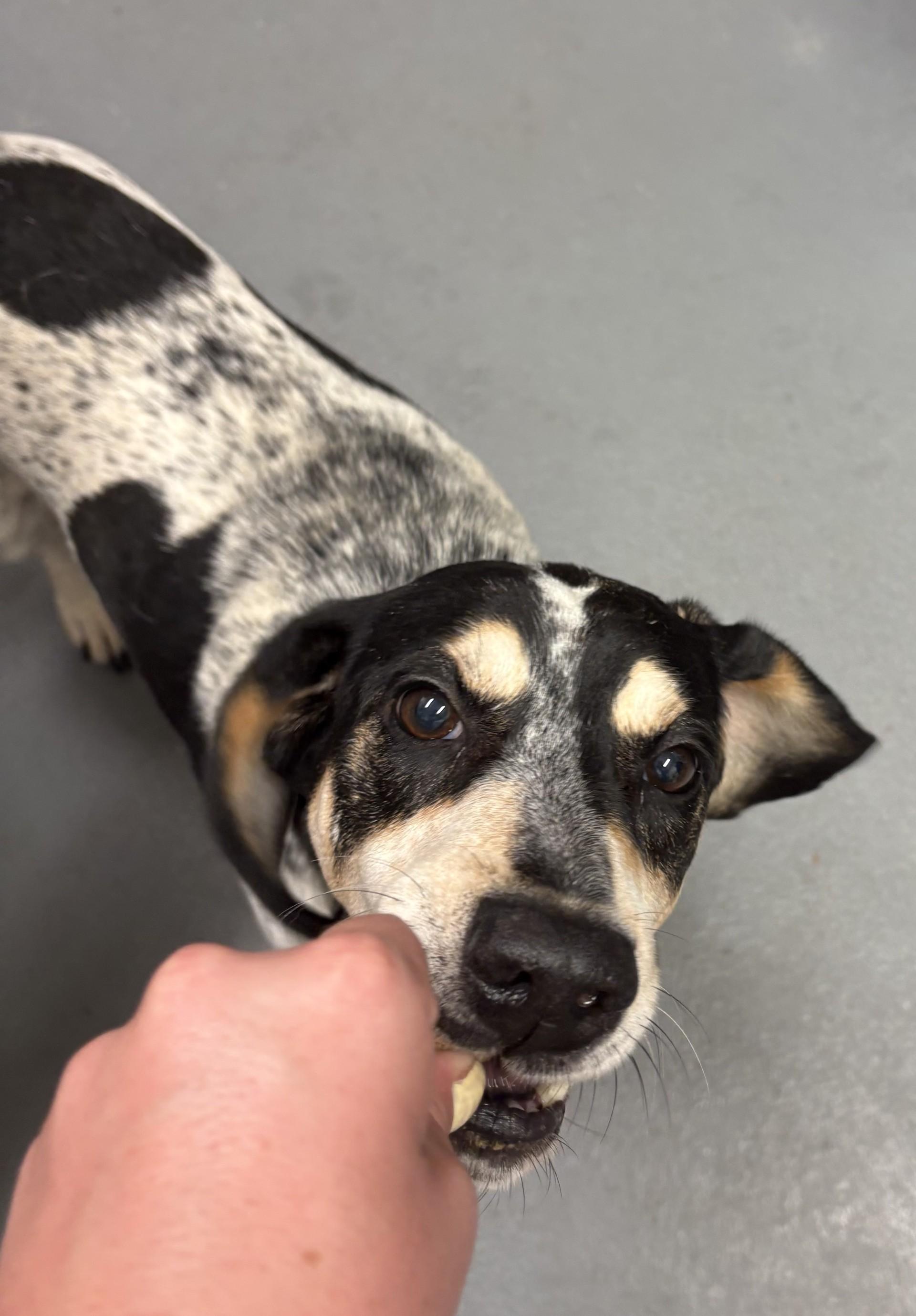 Jett, a ADOPTABLE mixed breed in Ashland, VA image 2/2