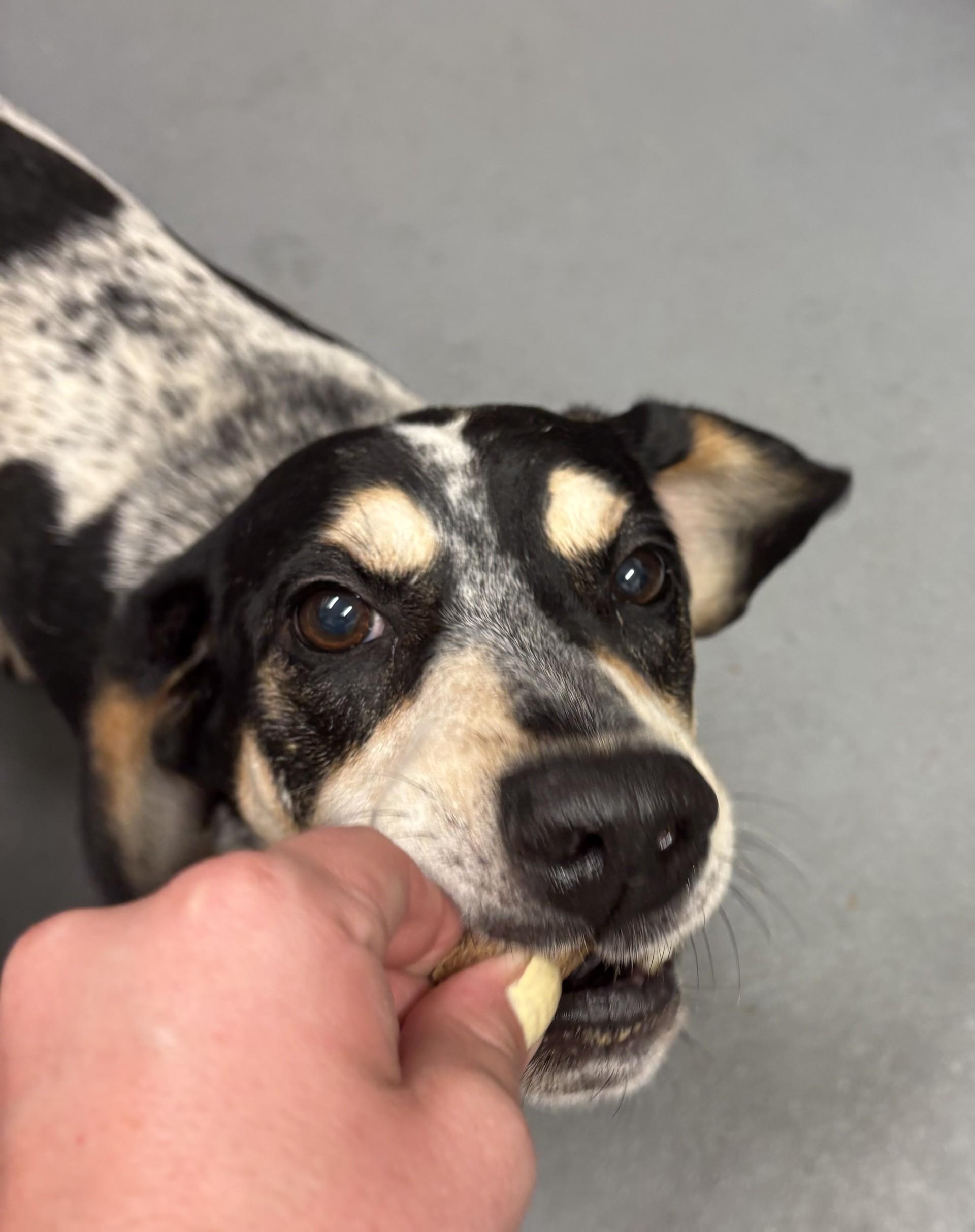 Jett, ADOPTABLE, Adult Male Beagle & Hound.