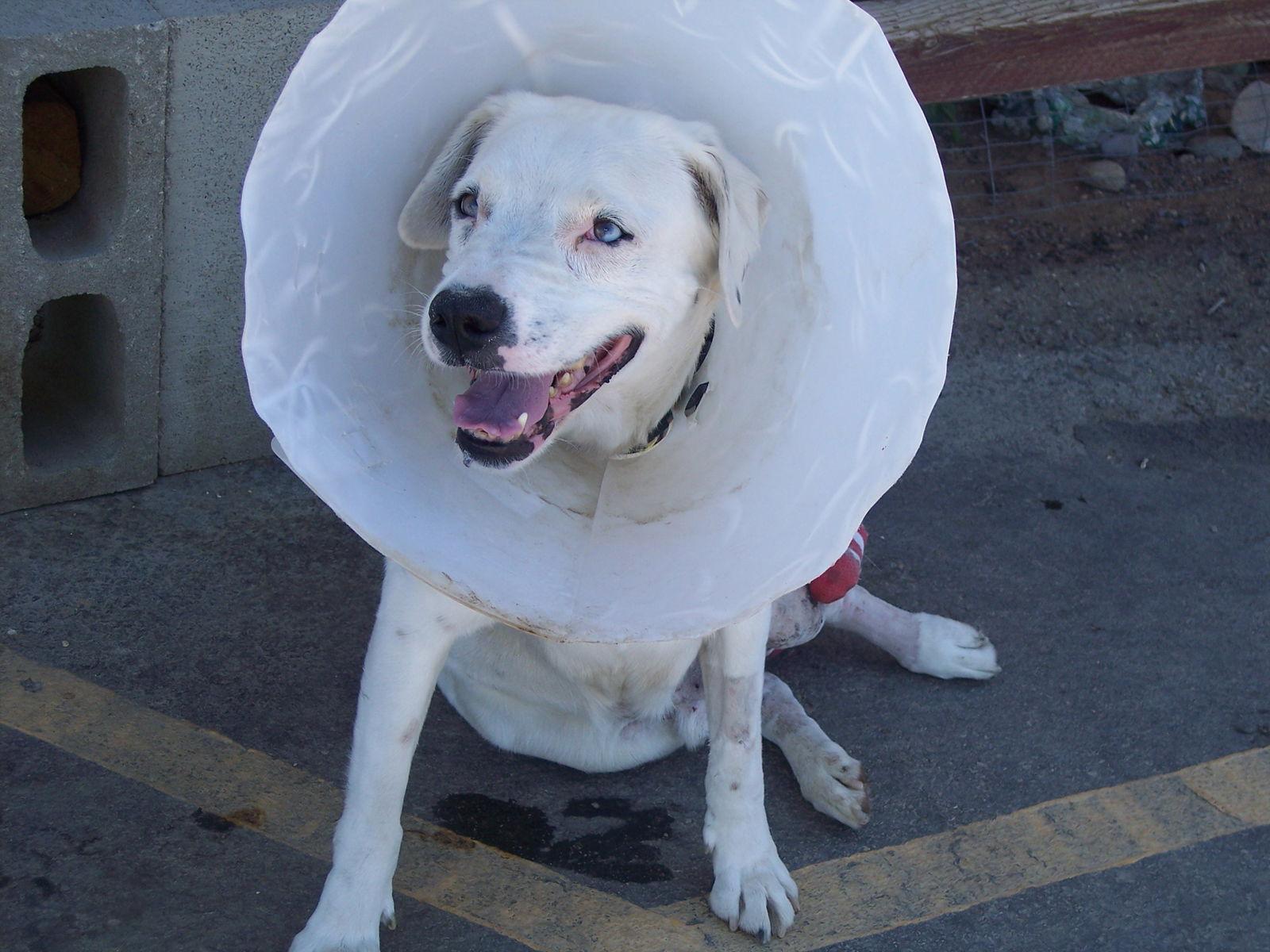Noah II, Adopted, Adult Male Cattle Dog & Dalmatian.