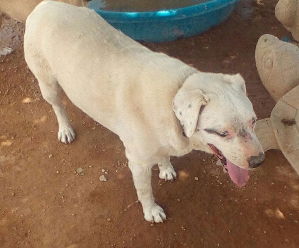 Enlarge Noah II, a Adopted mixed breed in Apple Valley, CA image 2/3