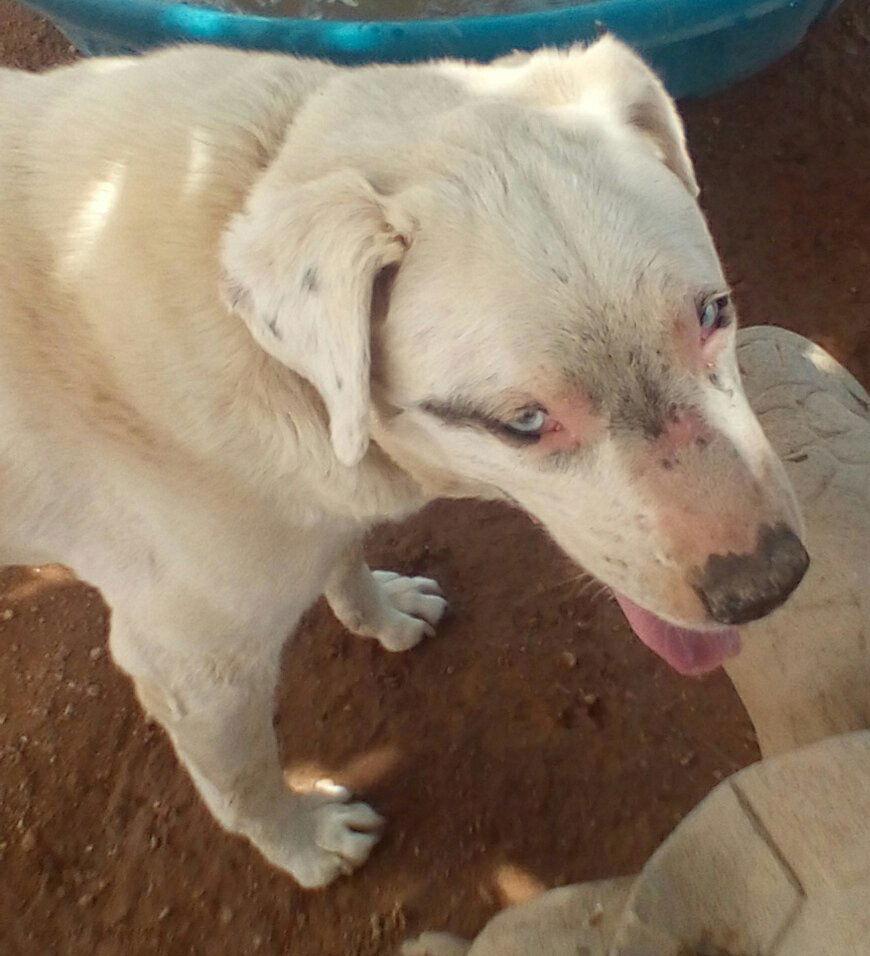 Noah II, Adopted, Adult Male Cattle Dog & Dalmatian.
