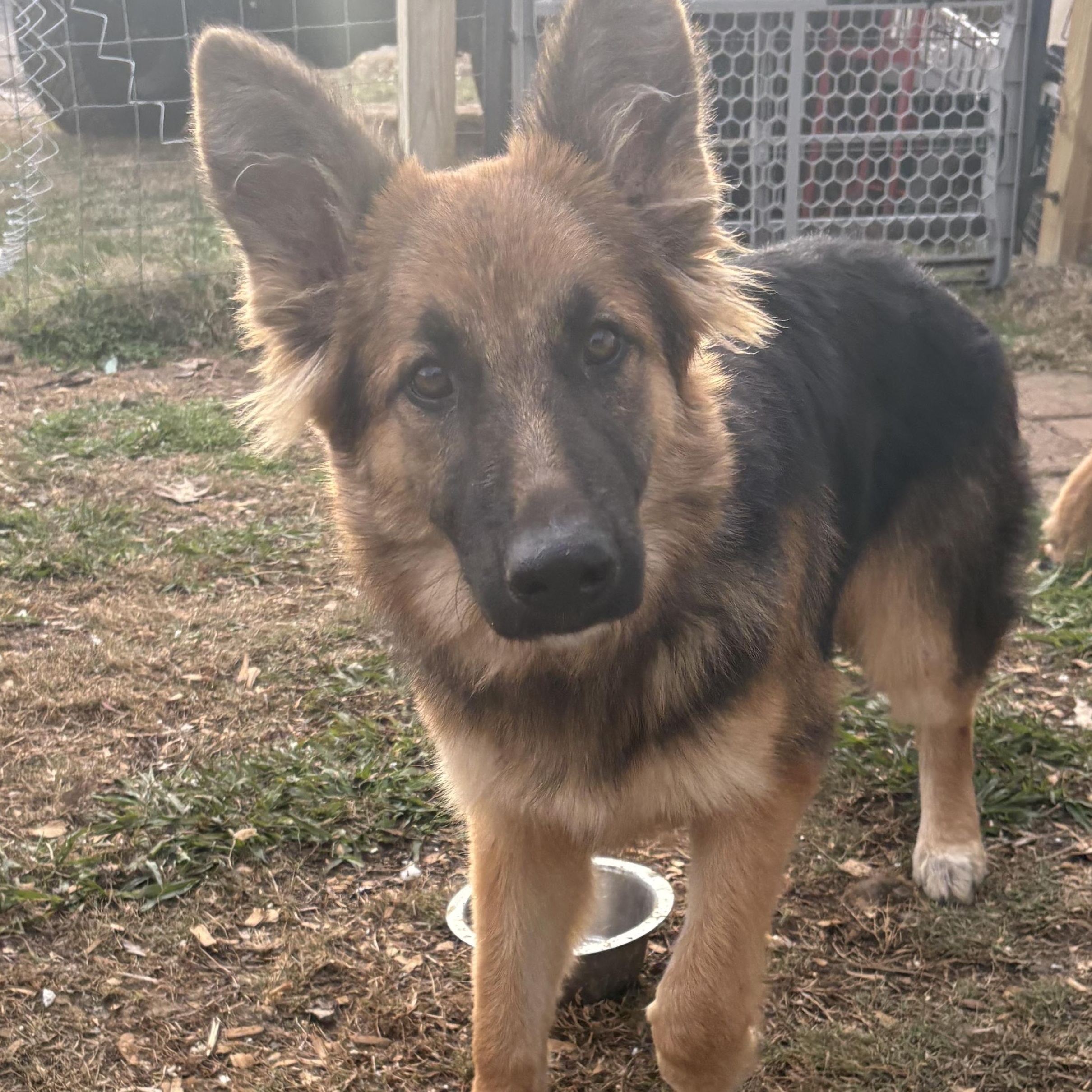 Freya, adopted, Puppy Female German Shepherd Dog.