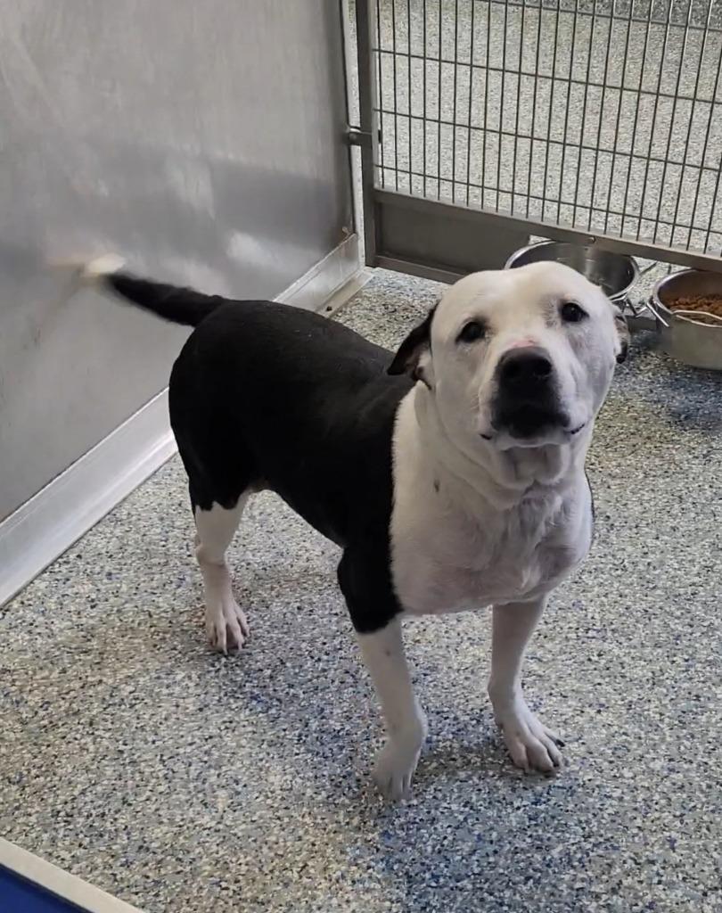 Pete, Adoptable, Senior Male Boxer & Mixed Breed.