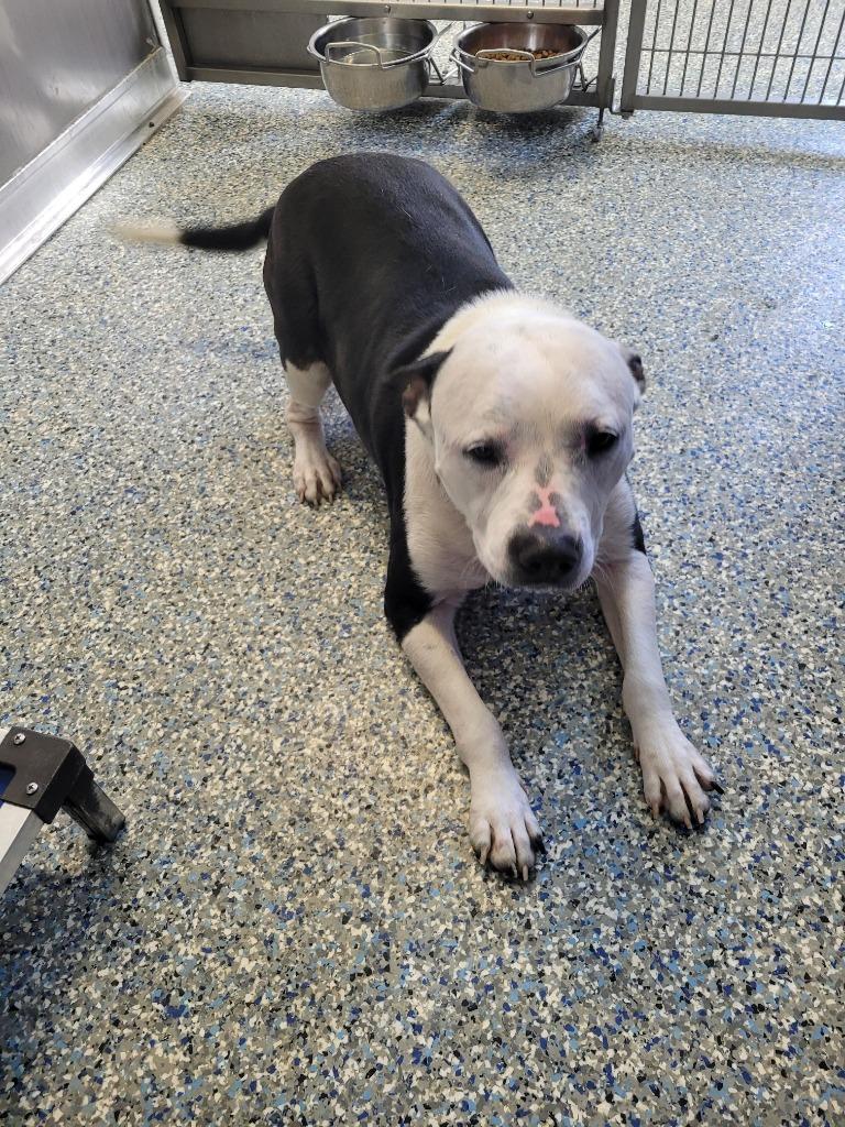 Enlarge Pete, a Adoptable mixed breed in Angola, IN image 2/6