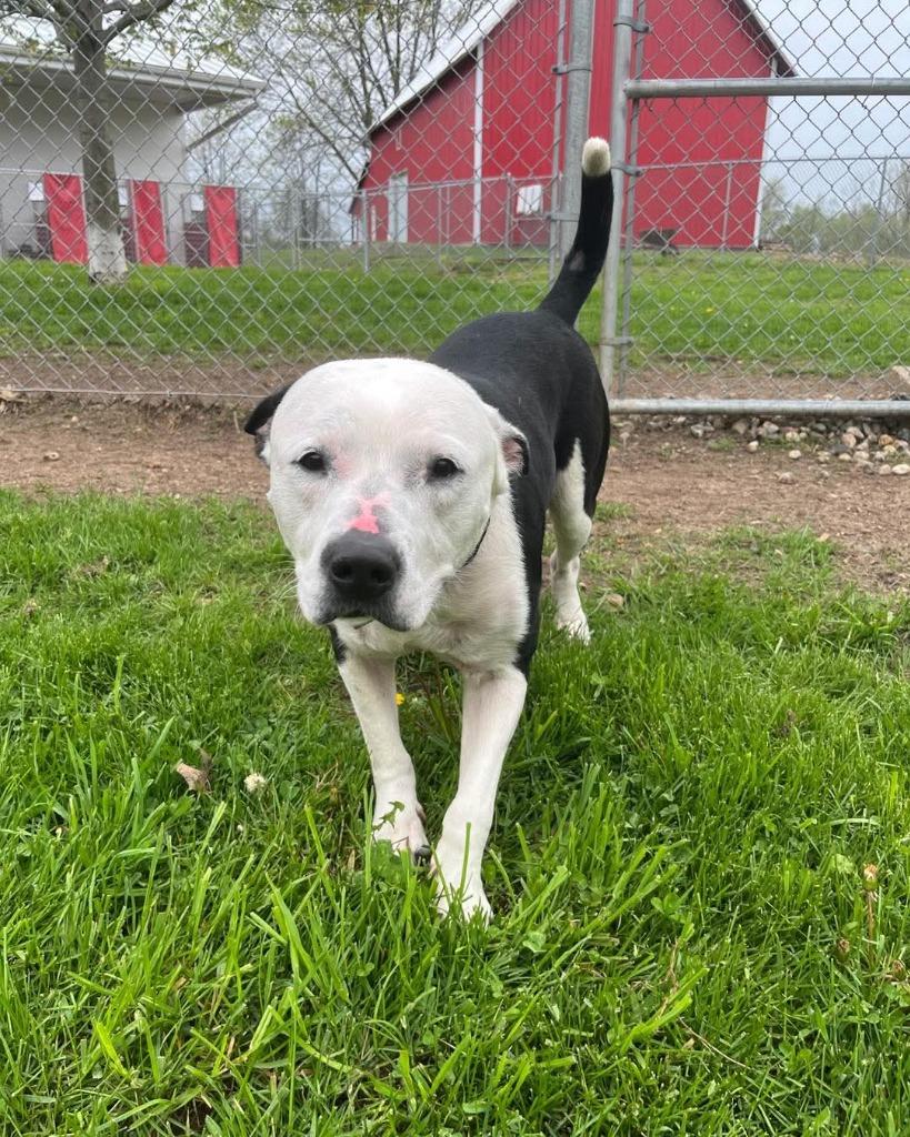 Enlarge Pete, a Adoptable mixed breed in Angola, IN image 3/6