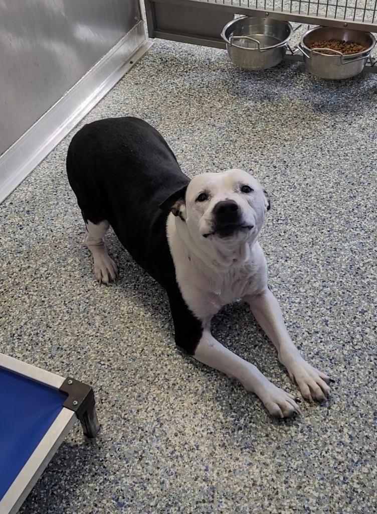 Enlarge Pete, a Adoptable mixed breed in Angola, IN image 4/6