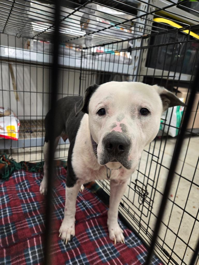 Enlarge Pete, a Adoptable mixed breed in Angola, IN image 5/6
