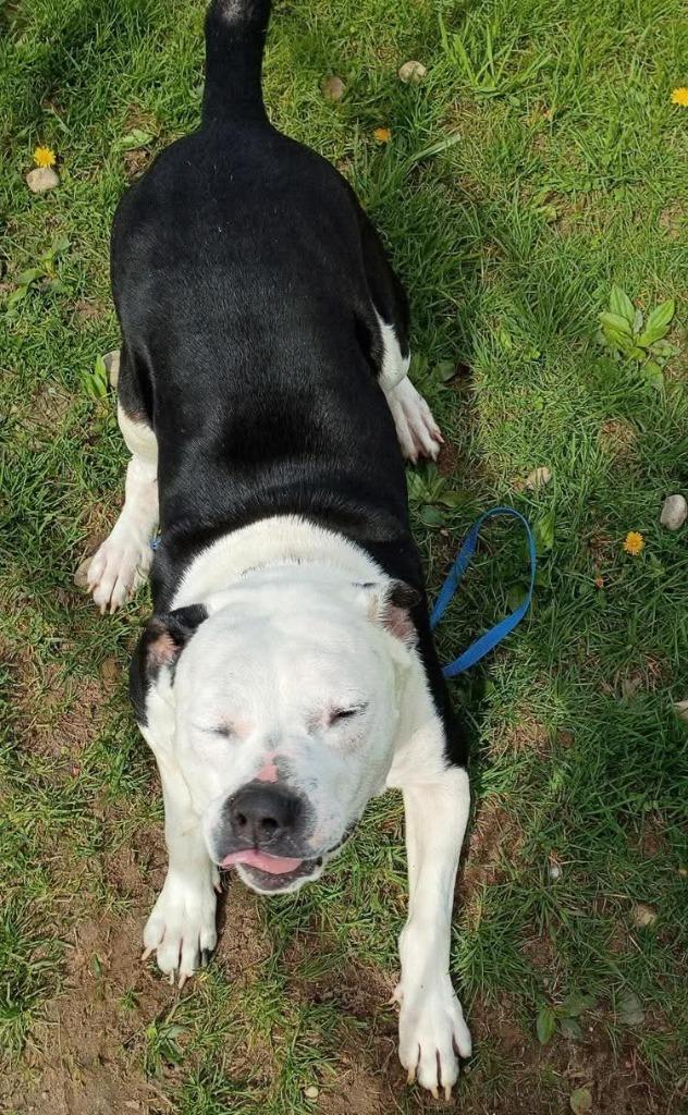 Enlarge Pete, a Adoptable mixed breed in Angola, IN image 6/6