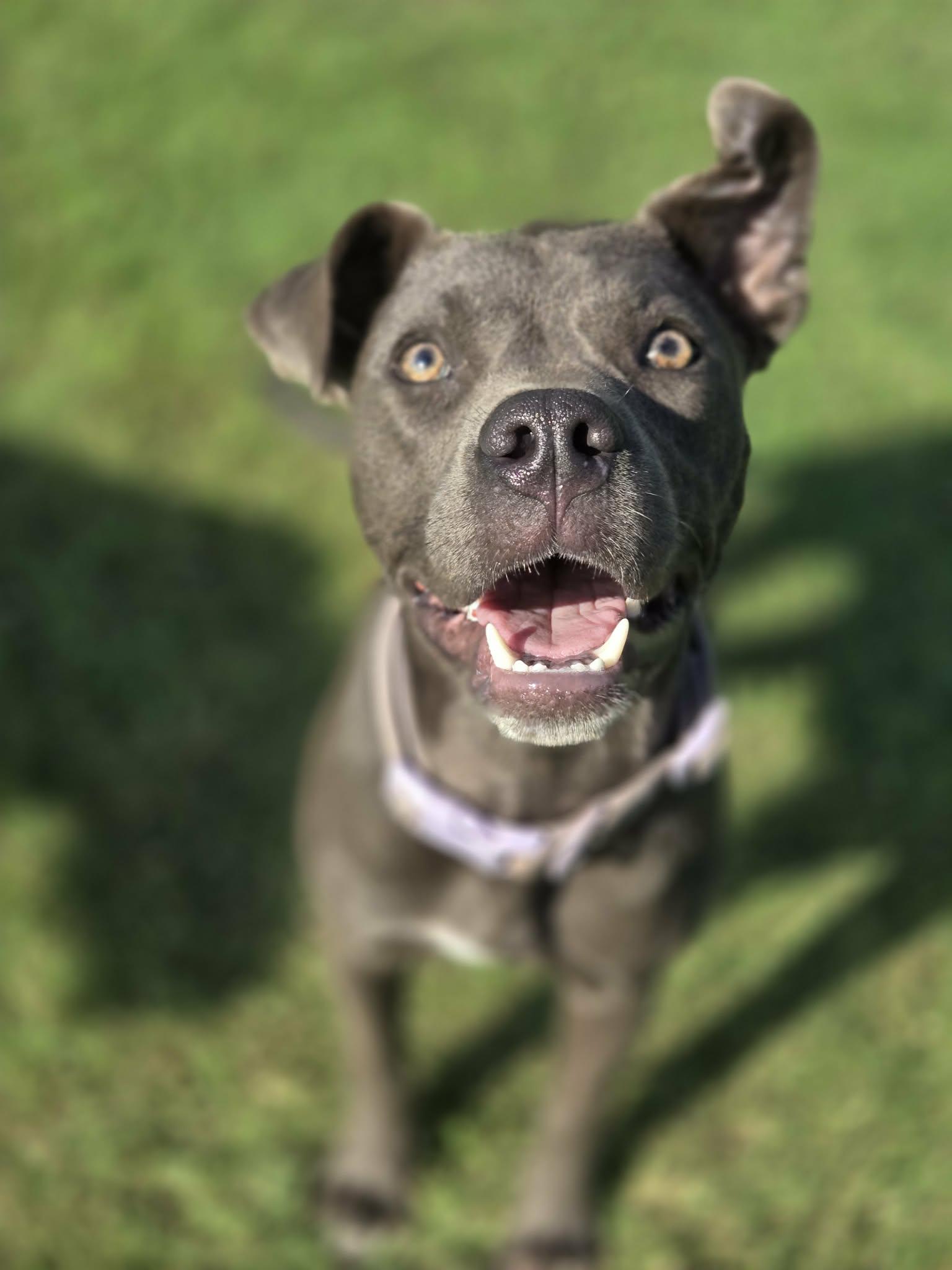 Harper, ADOPTABLE, Young Female Pit Bull Terrier.