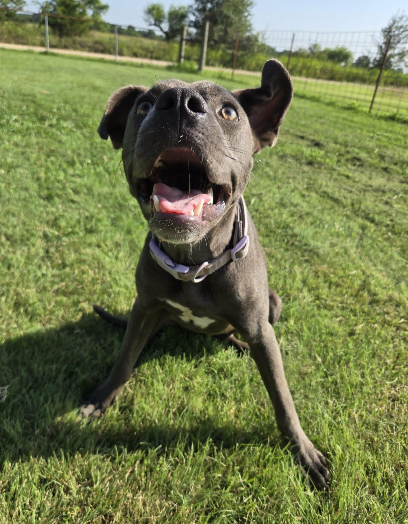Harper, a ADOPTABLE mixed breed in Okemah, OK image 4/4
