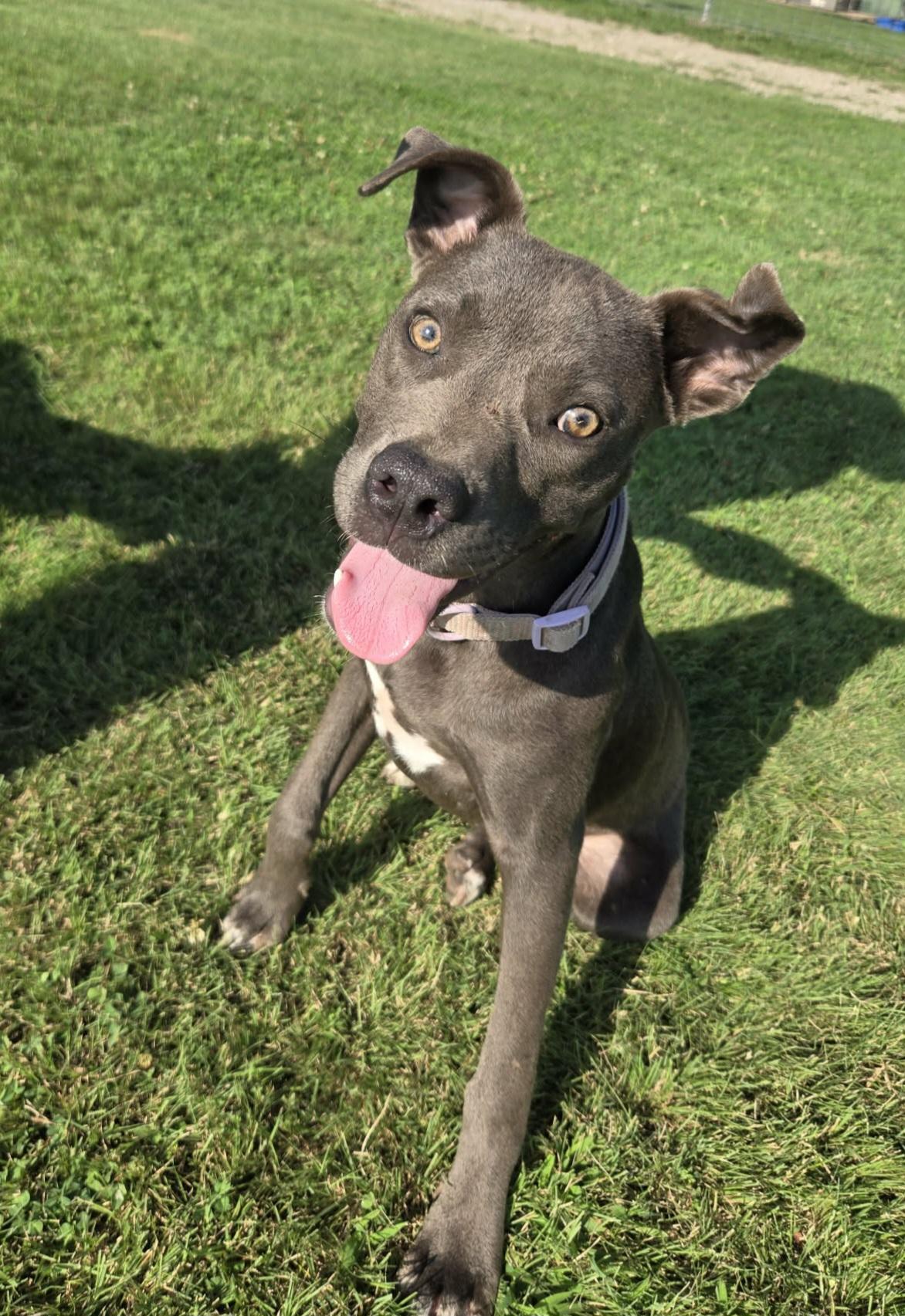 Harper, a ADOPTABLE mixed breed in Okemah, OK image 2/4