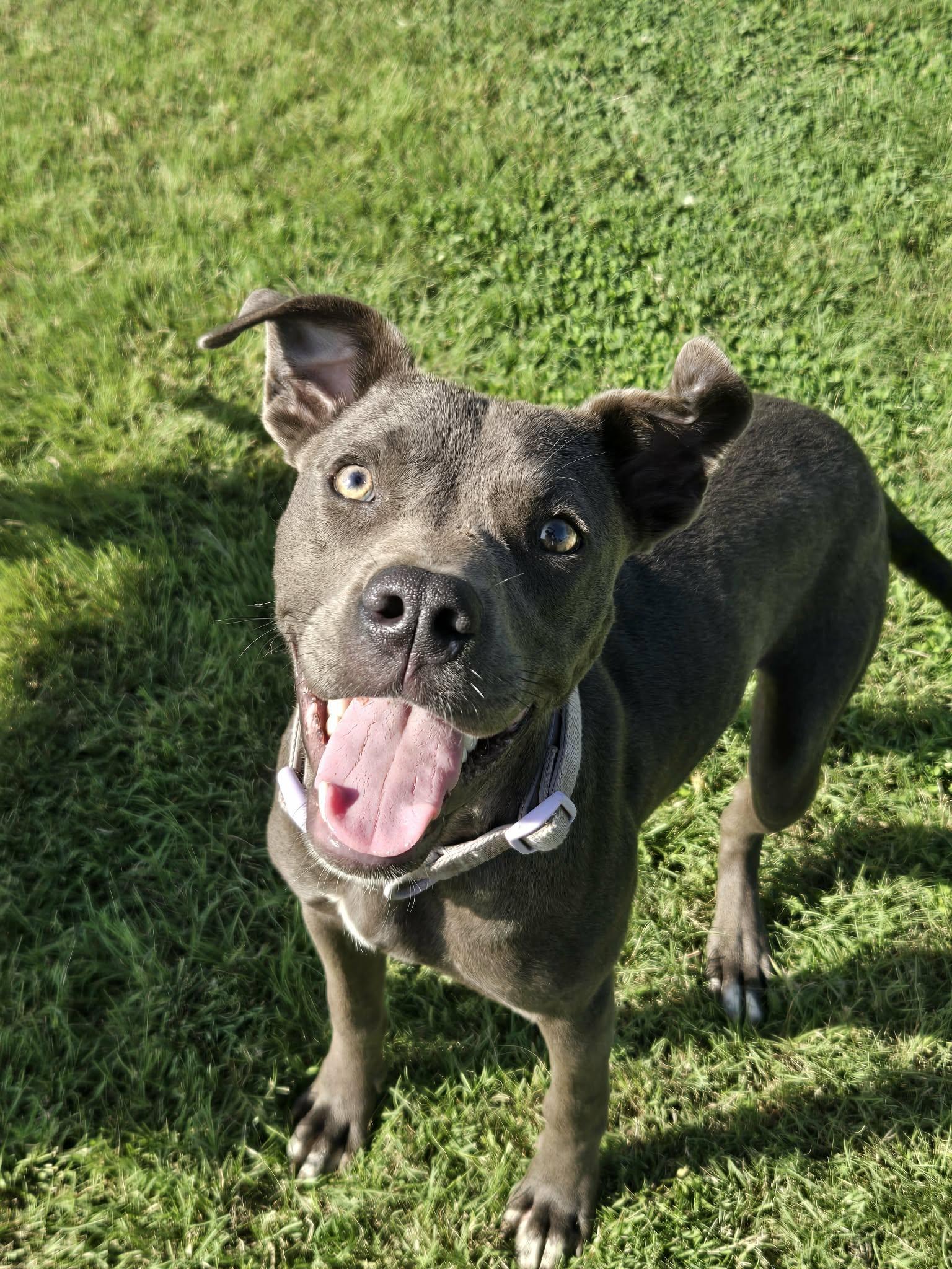 Harper, a ADOPTABLE mixed breed in Okemah, OK image 3/4