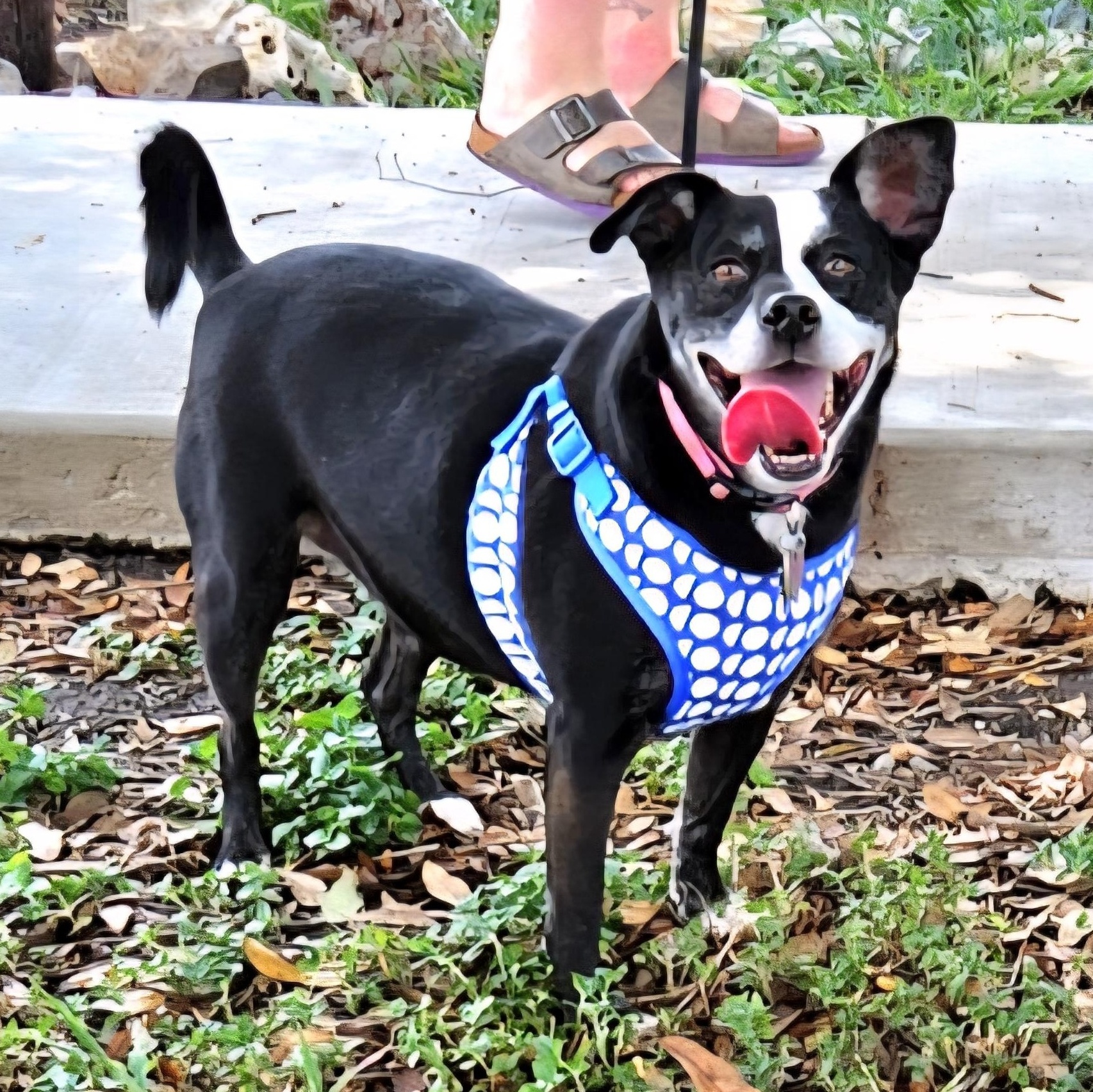 Millie, a Adoptable mixed breed in Denver, CO image 2/6