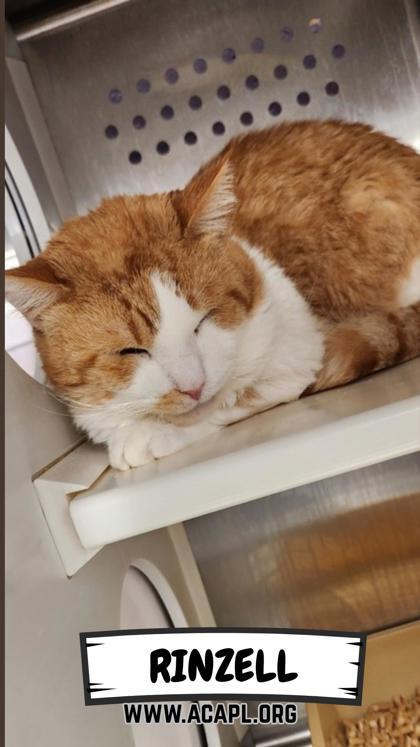 Rinzell, Adoptable, Senior Male Domestic Short Hair & Domestic Short Hair.